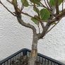 Native Irish Hazel Bonsai Image 3