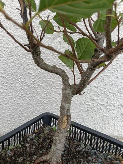 Native Irish Hazel Bonsai