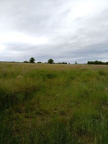 Grass Standing Meadow