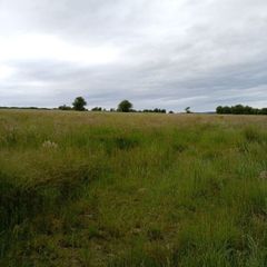 Grass Standing Meadow