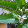 Kalanchoe Daigremontia. Mother of thousands young plant Image 10