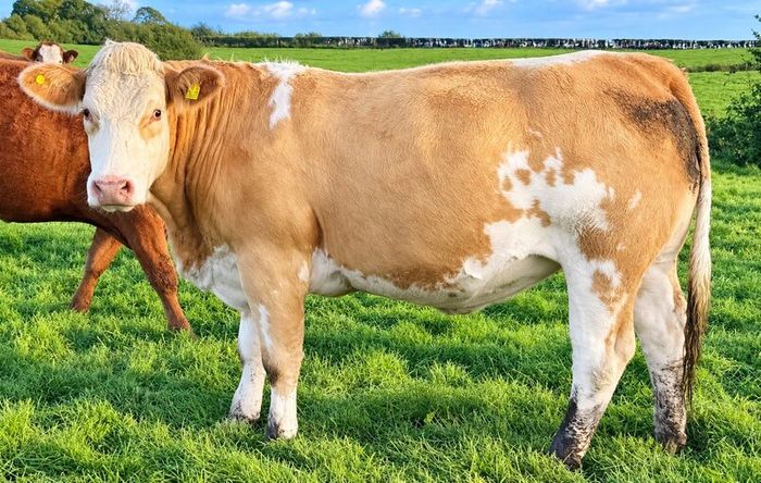 35 In-Calf Heifers for Sale Balla Mart 17 Oct