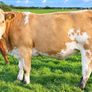 35 In-Calf Heifers for Sale Balla Mart 17 Oct Image 2