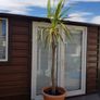 Palm Tree Image 6