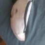 Bare belly bum bag - anti theft! Image 3