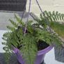 small otdoor fern Image 2