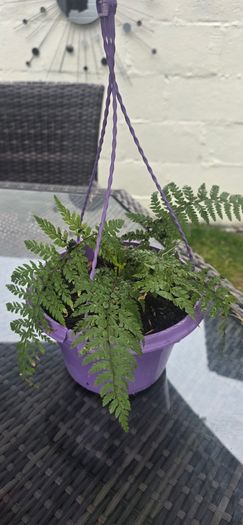 small otdoor fern