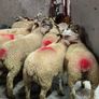 12 super charlois breeding ewe lambs Image 4