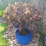 Beautiful Large Glazed Ceramic Planter and Mature Garden Shrub Image 7