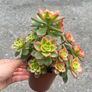 plant Image 4