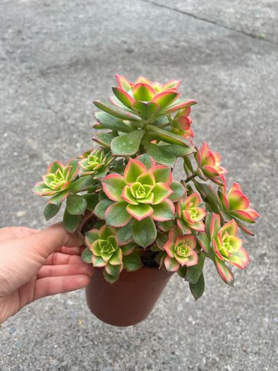plant
