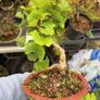 bonsai Image 2
