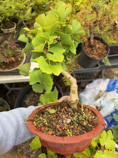 bonsai