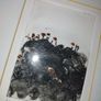 Black Church Print Studio 'Little Plants' 1/10 Image 6