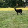 Zwartbles Ewes Image 3