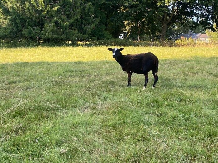 Zwartbles Ewes