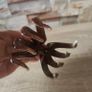 New Large Octopus style hair clip Image 3