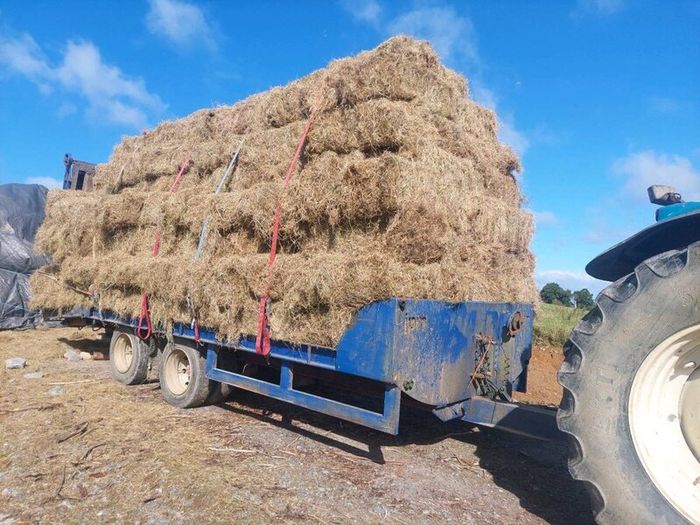 Hay