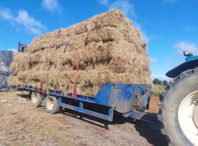 Hay