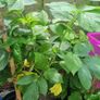 Raspberry Canes (Rubus idaeus) Image 2