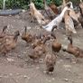 fertile duck eggs Image 3