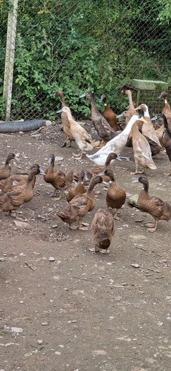 fertile duck eggs