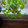 Beautiful Devil's Ivy hanging plant Image 2