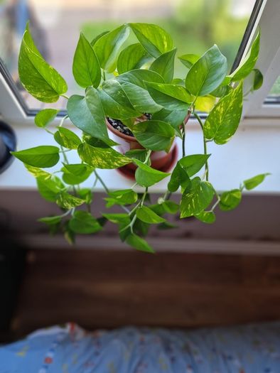Beautiful Devil's Ivy hanging plant
