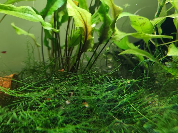 Aquarium moss and plants XXL portions