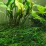Aquarium moss and plants XXL portions Image 8