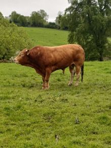 4-Year-Old Pedigree Limousin Bull