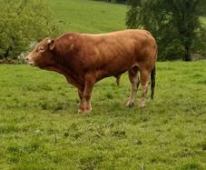 4-Year-Old Pedigree Limousin Bull