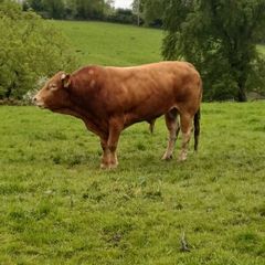 4-Year-Old Pedigree Limousin Bull