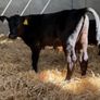 Aberdeen Angus Bulls Image 2