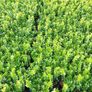Box Hedging Image 9