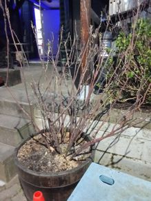 Blackcurrant Plant
