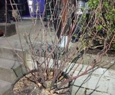 Blackcurrant Plant