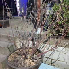 Blackcurrant Plant