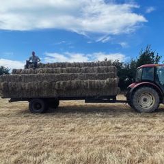 Hay