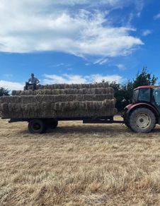 Hay