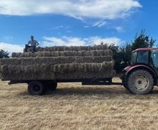 Hay