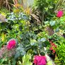 garden plants Image 2