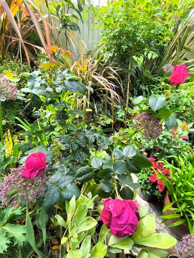 garden plants