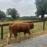 1 Pedigree Limousin Bull & heifers Image 5
