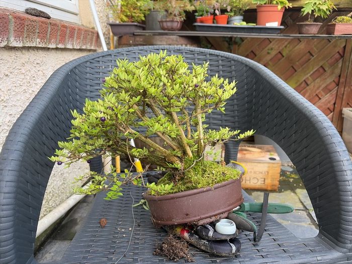 bonsai