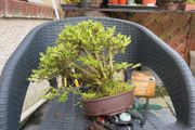 bonsai