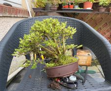 bonsai