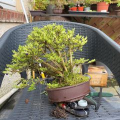 bonsai
