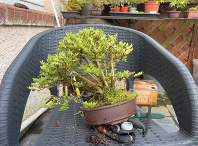 bonsai