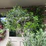 Extra large approx 200cm x 110cm fruit bearing very established olive tree no pot Image 6